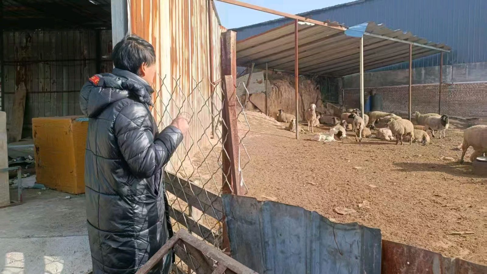 志愿暖心解农疑 调研问需助养殖（图4）