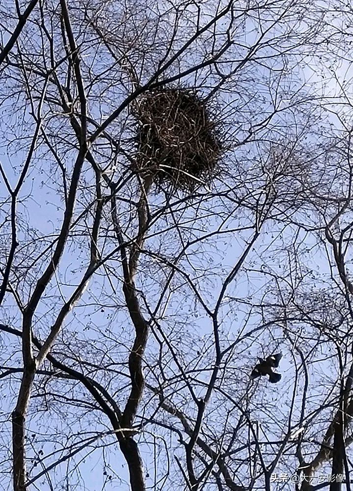 《当代诗人吕绍秋创作当代古诗词七律，二首》作者：吕绍秋 [中国现代诗歌文化传媒推荐]（图5）