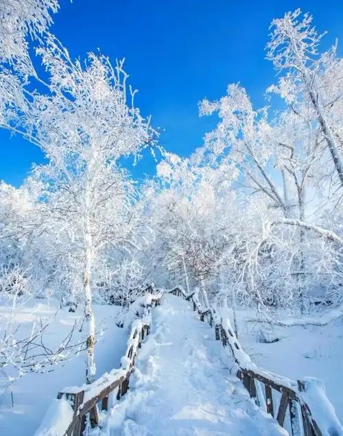 ［巾帼诗人］兴安的雪 伊春的魂//文/金翅鸟（图3）