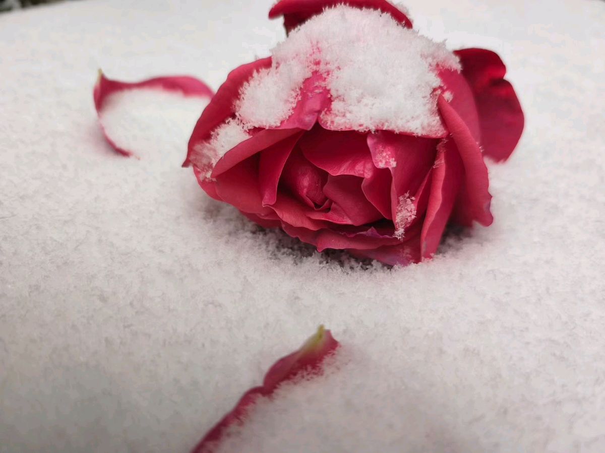 初冬雪/白露（图5）