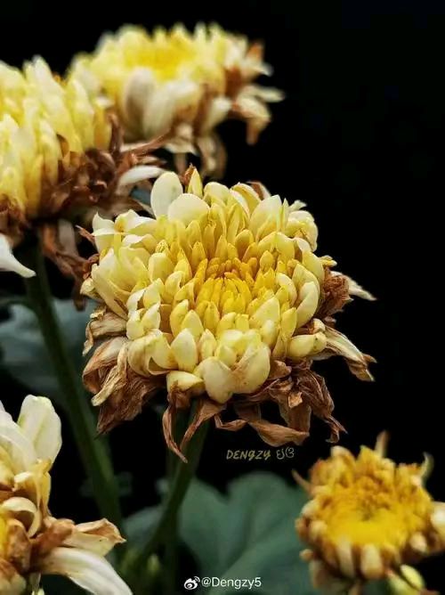 惜黄花·残菊赋（文/许碧霞）……莲叶之珠文学社（图3）