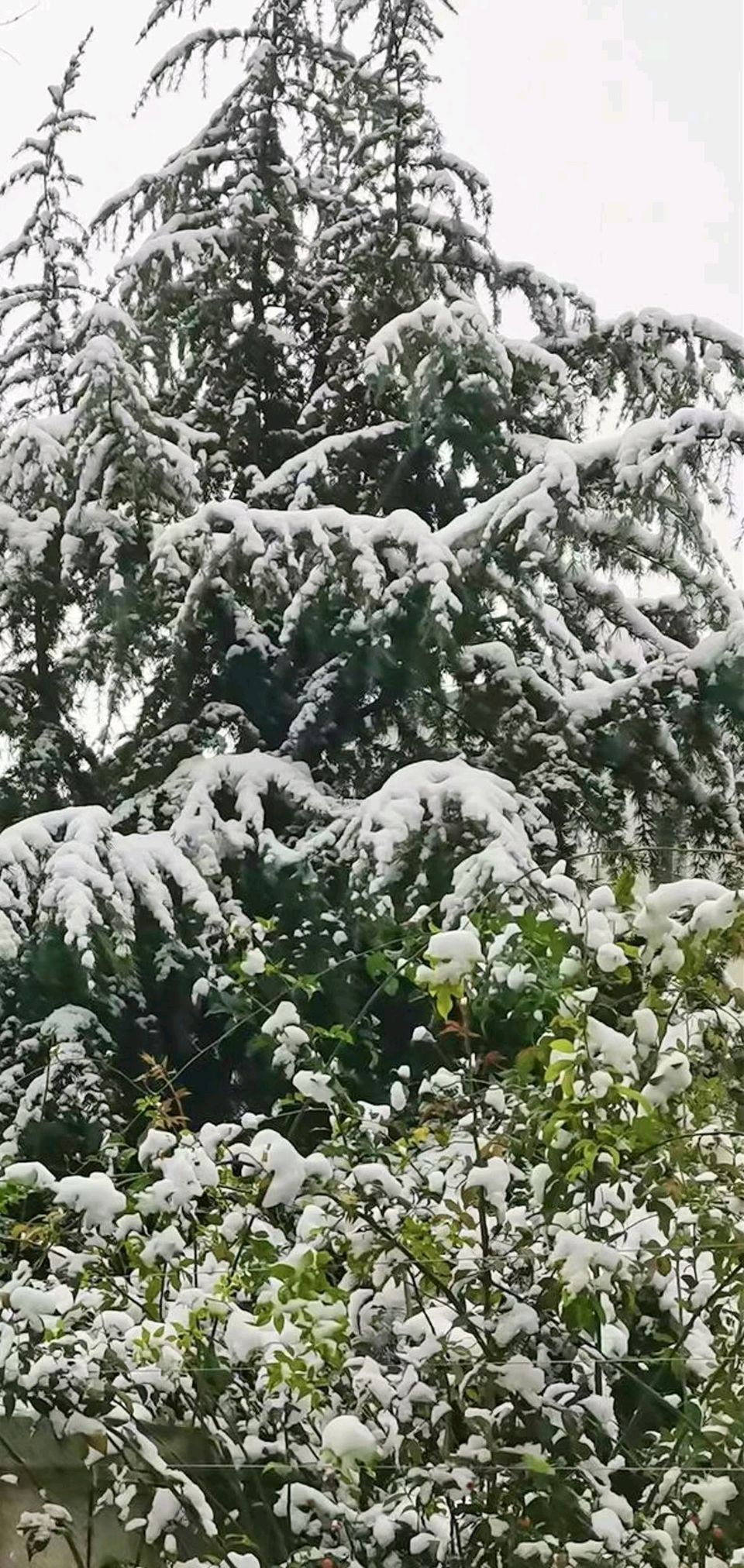 落雪迷人眼❄（图4）