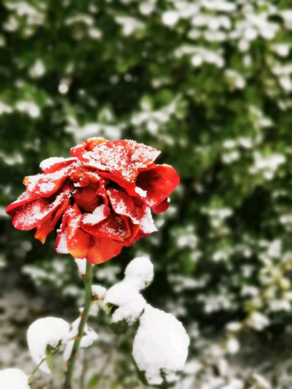 落雪迷人眼❄（图6）