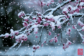 自由诗一首《瑞雪》 作者/金明（图5）