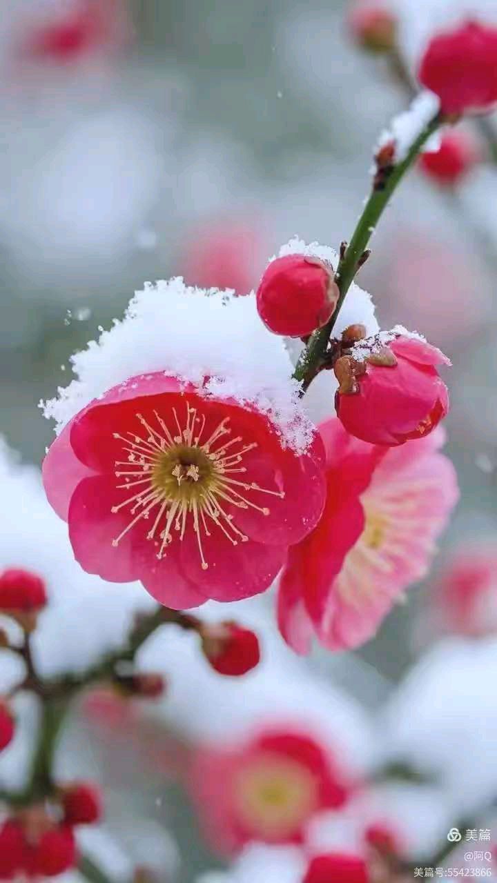 【旗舰版】连珠体 梅雪吟 文/戴建中（江苏）（图3）