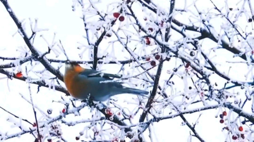 中国五好群原创作品《初雪寄暖》/诗作家：时光若蘭【第八十九期】（图10）