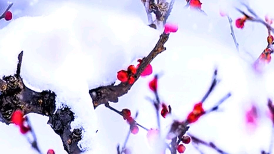 中国五好群原创作品《初雪寄暖》/诗作家：时光若蘭【第八十九期】（图13）