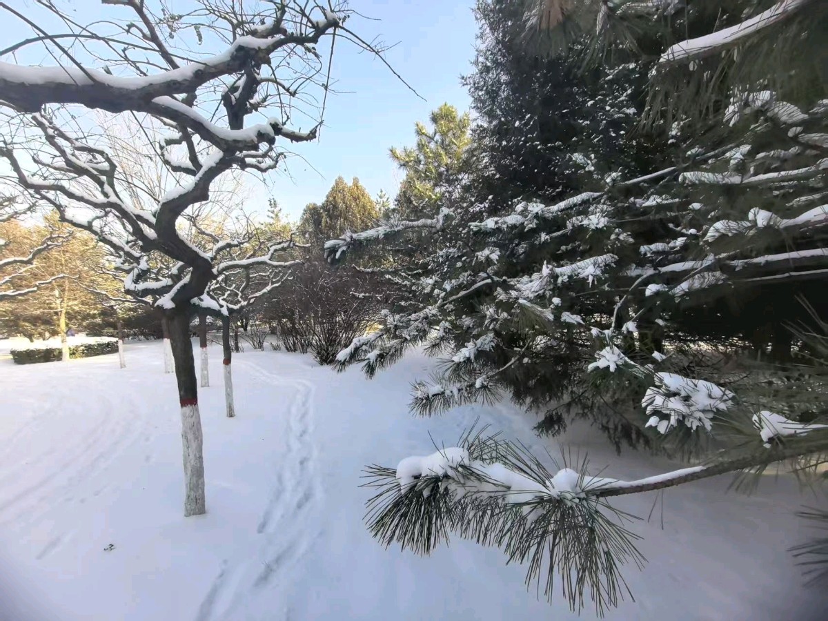 周丽《雪花》诵/利君