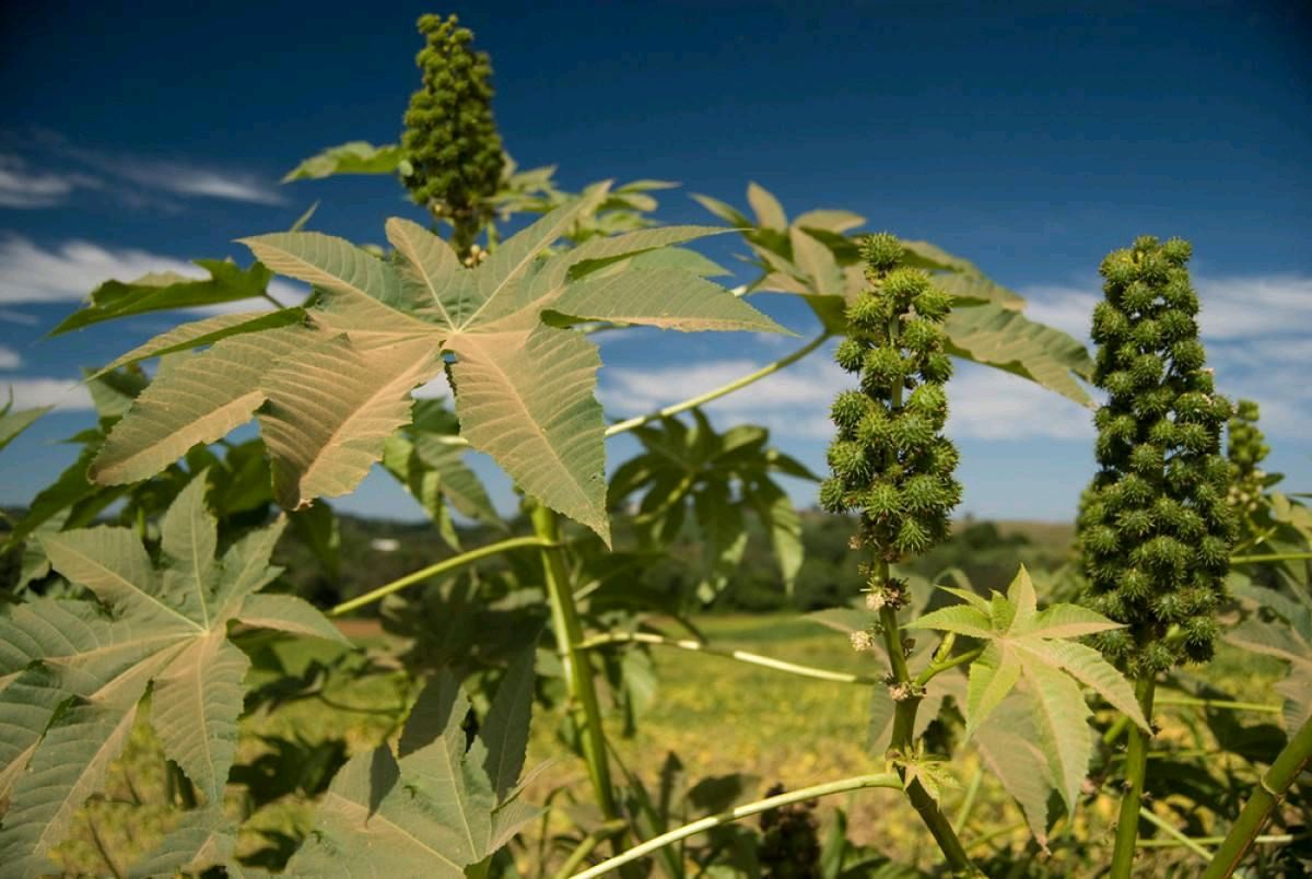 【明心文学】水川/田园四油（四首）主播/薇薇（图5）
