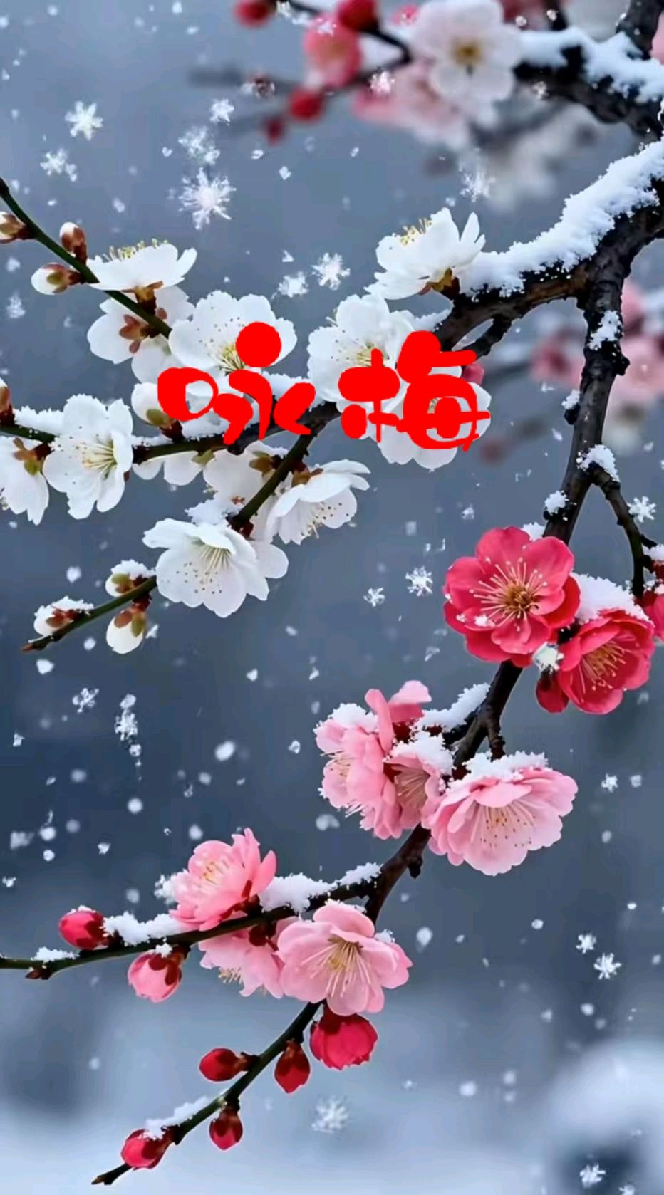 七律-咏梅～诗◑胡斌（桃花园君）（图10）