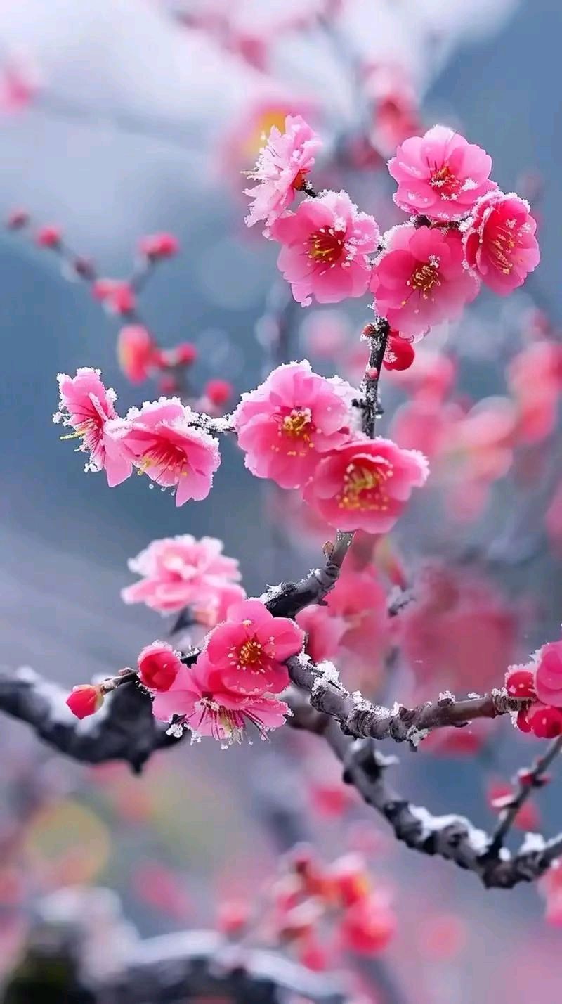 七律-咏梅～诗◑胡斌（桃花园君）（图15）