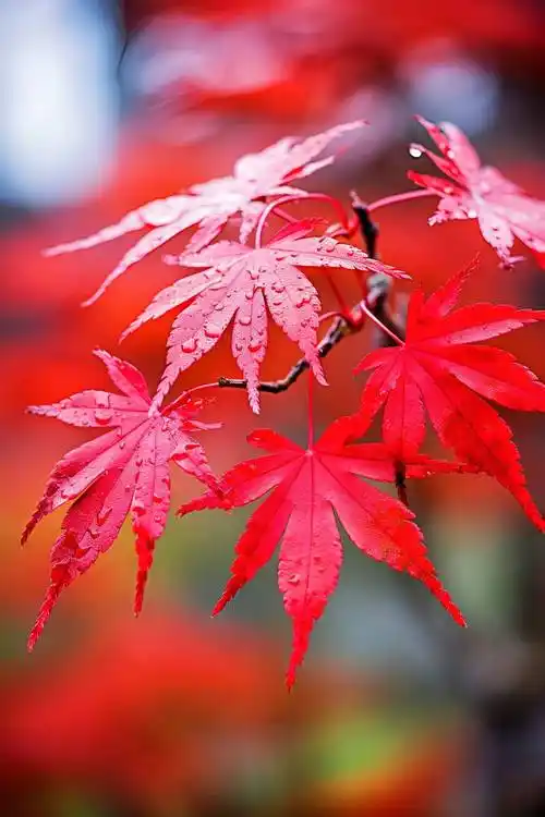 聆听 ‖ 恬淡静雅朗诵《起点》作者/祥阳（图9）