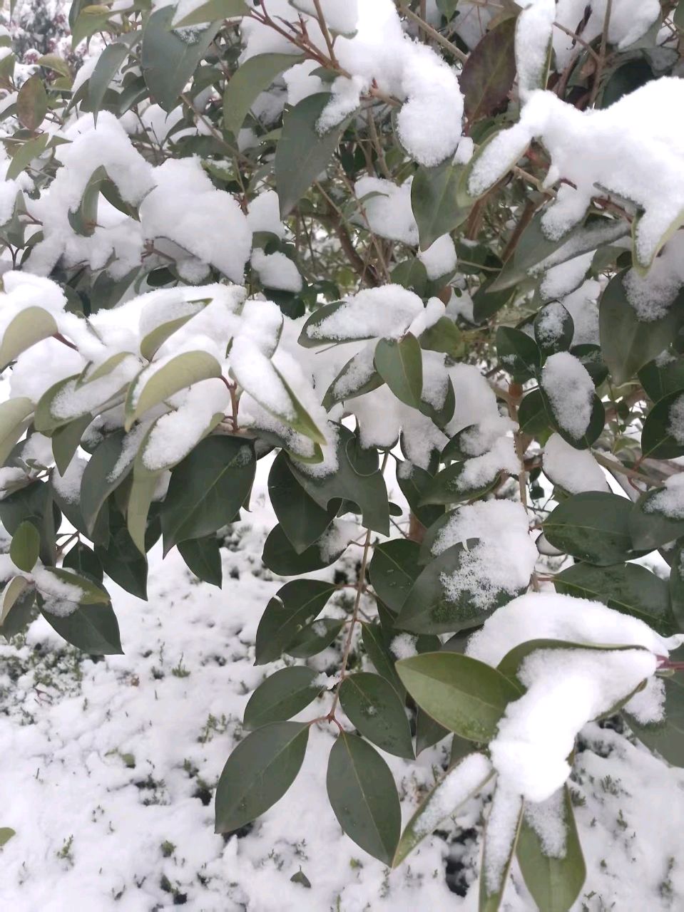观《鲁中文学》视频号雪景有感：雪与叶/郑子田（图3）