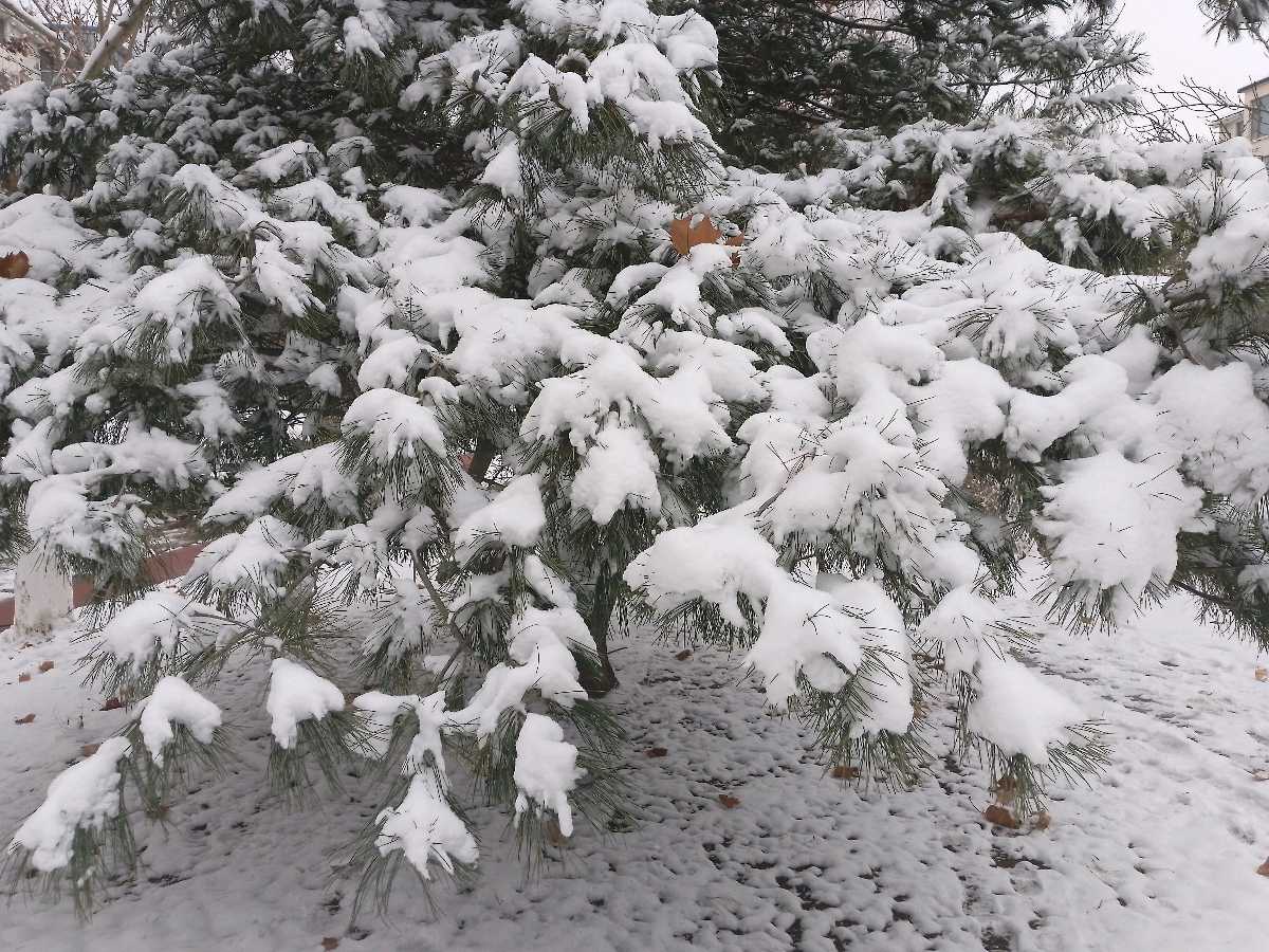 观《鲁中文学》视频号雪景有感：雪与叶/郑子田（图4）