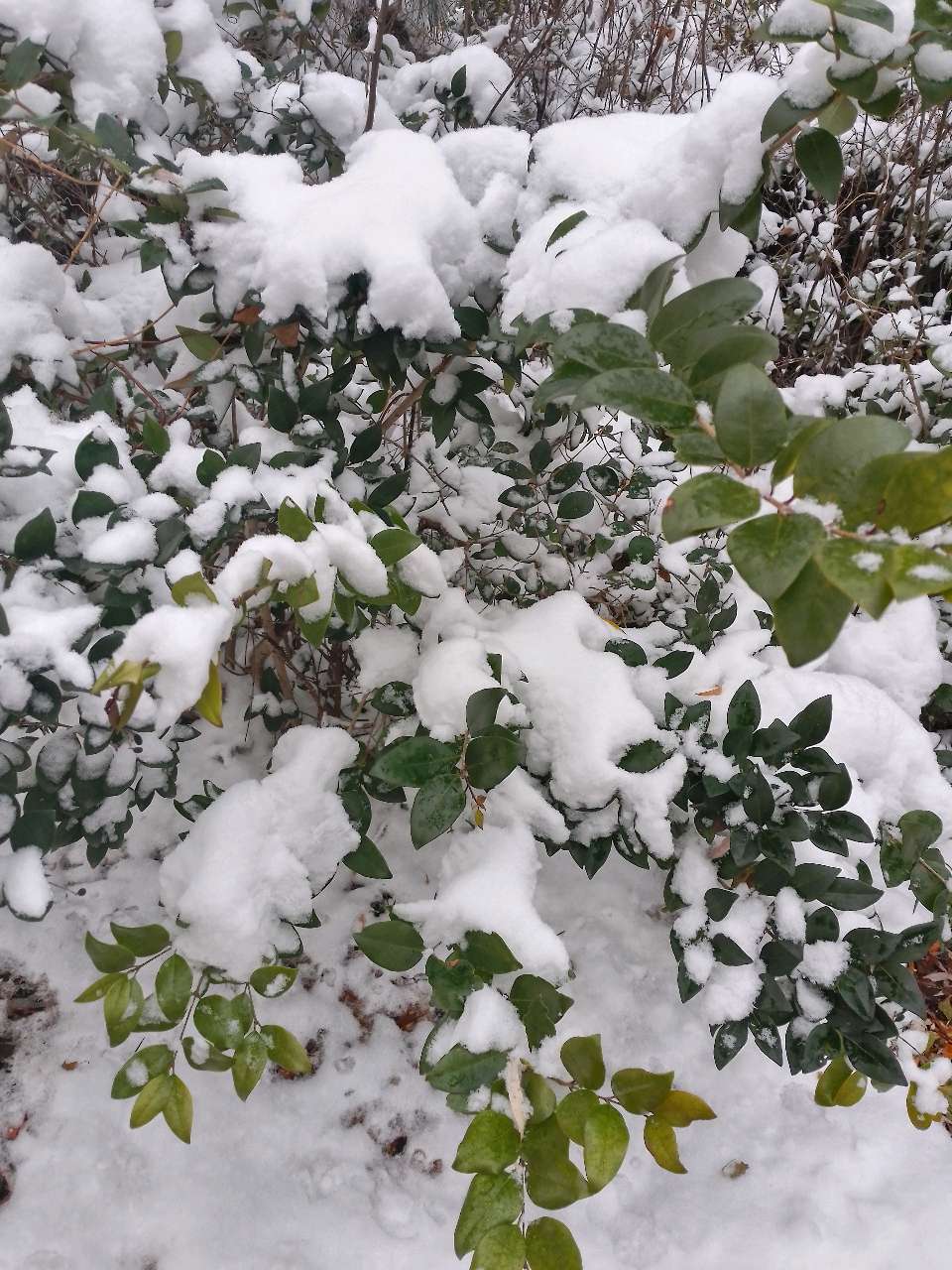 观《鲁中文学》视频号雪景有感：雪与叶/郑子田（图5）