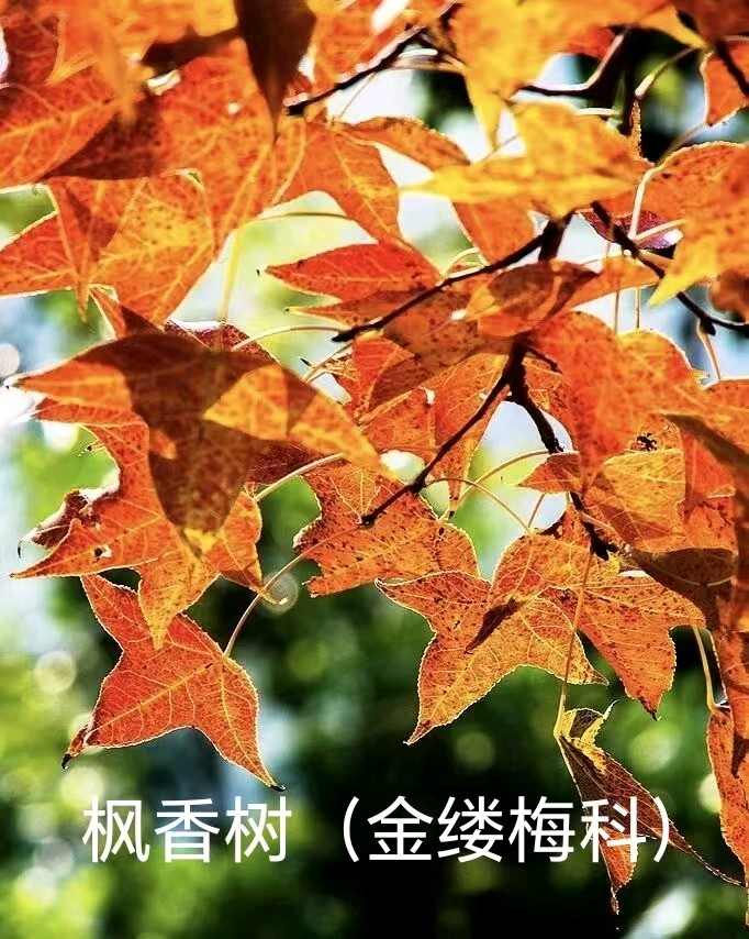李广昌:枫香树（图2）