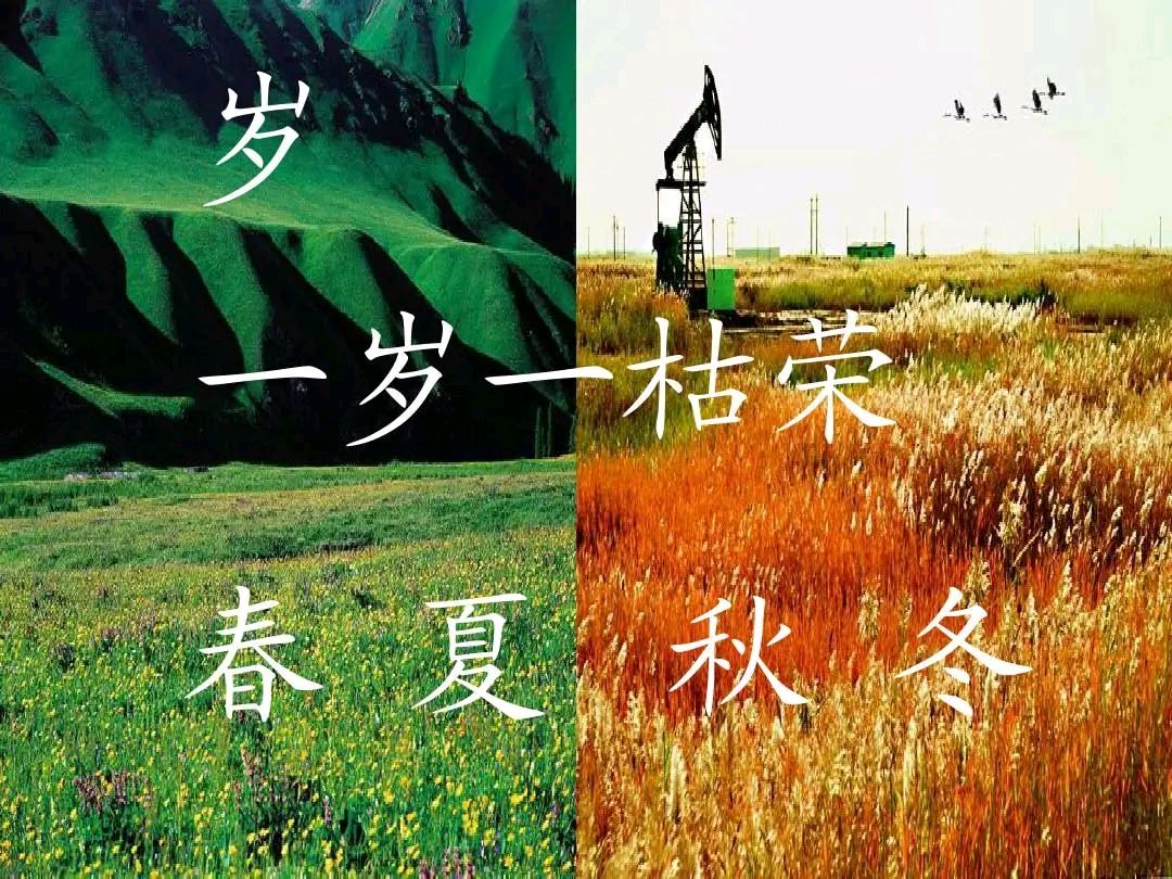 《著名当代诗人红蝴蝶创作当代诗五首》作者：红蝴蝶 [中国现代诗歌文化传媒推荐]（图8）