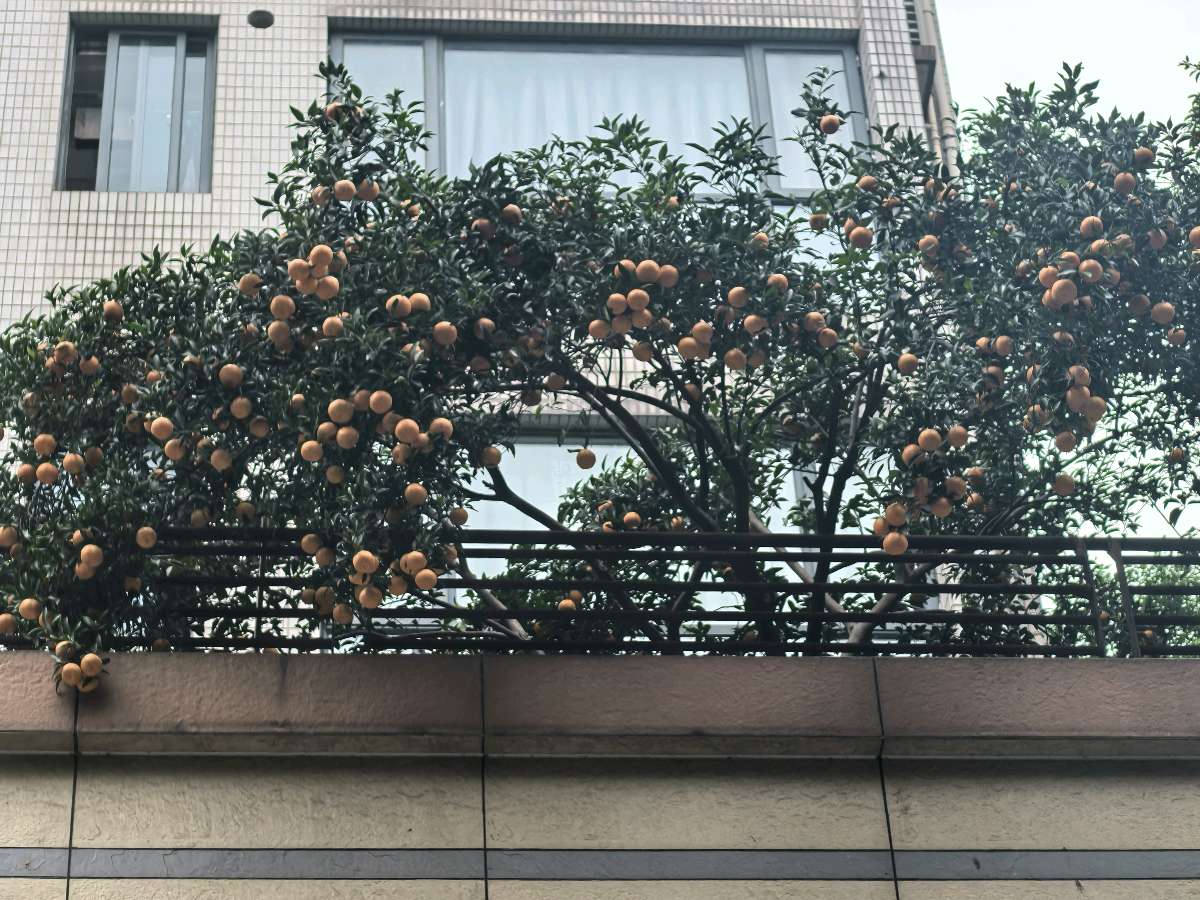 「散文」檐枝柑火，暖透深冬（图2）