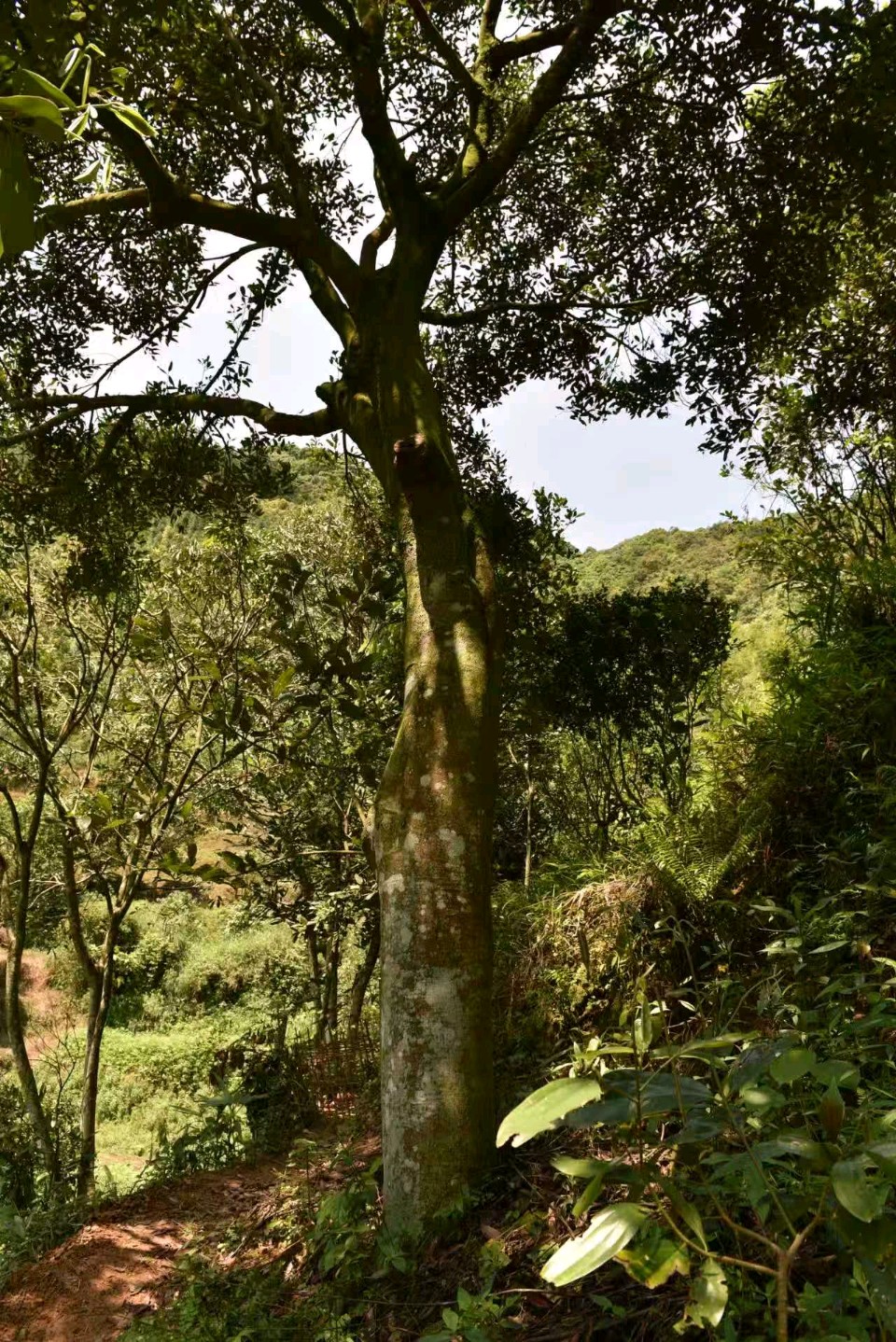 广东郁南:青山育“桂”宝，林下生“金”业（图24）
