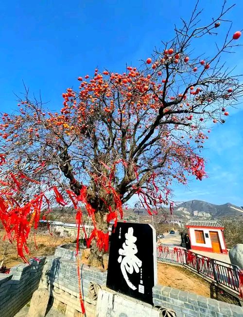 陕西作者徐武坤《老家的柿子树》(图12)