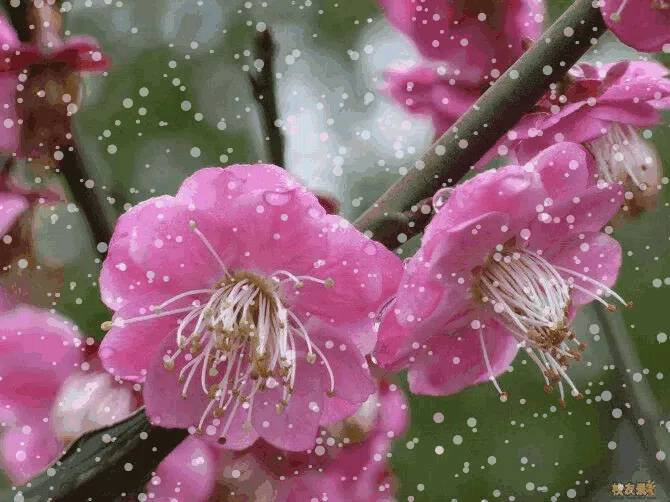 梅雪之恋 作者:张满海（图2）