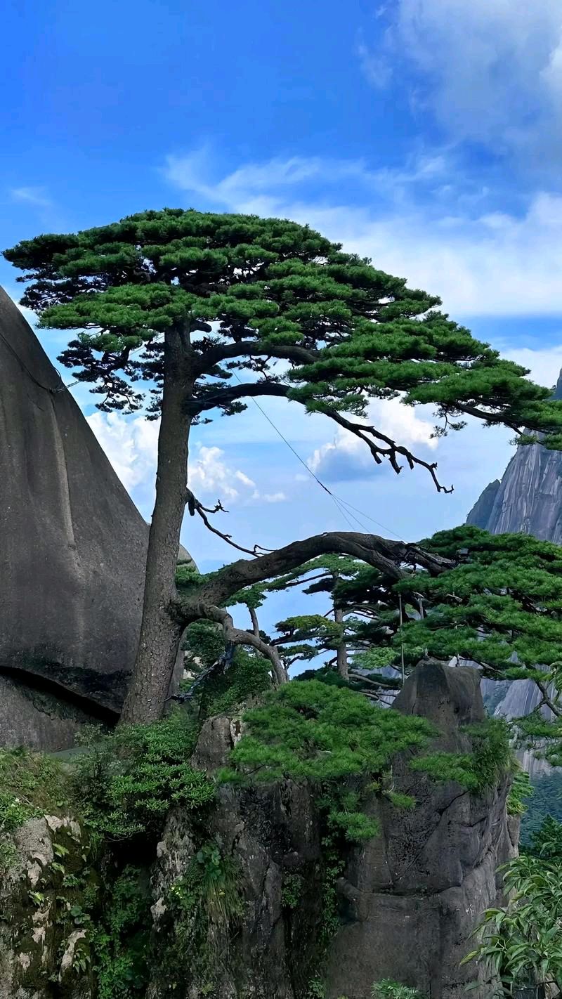 卫水洲的《心若向阳，何惧风霜》