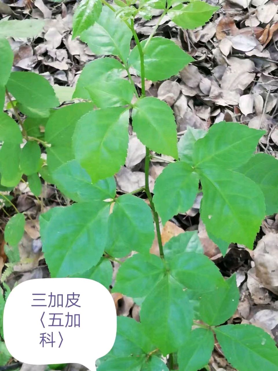 李广昌:三加皮