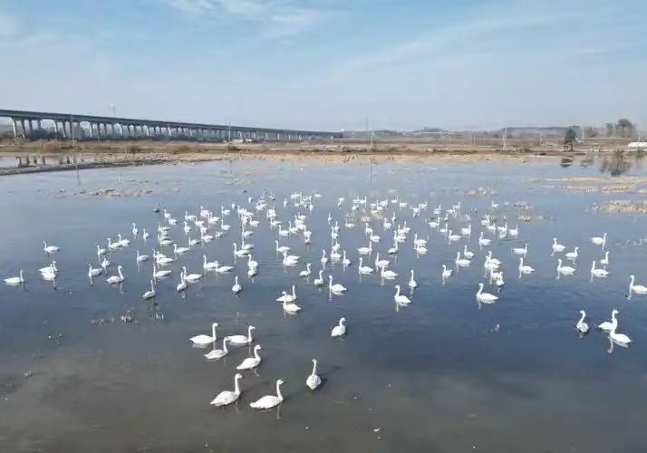 【九月茶韵文学诗社】2026—002期《向阳湖，当代文化的朝圣地》作者/任四维 诵读/山 居 编辑制作/刘林丽（图2）