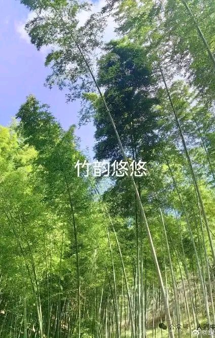 七律-竹韵～高哲林（河北）（图15）