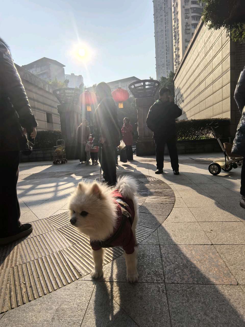 「现代诗」太阳出来暖深冬（图7）