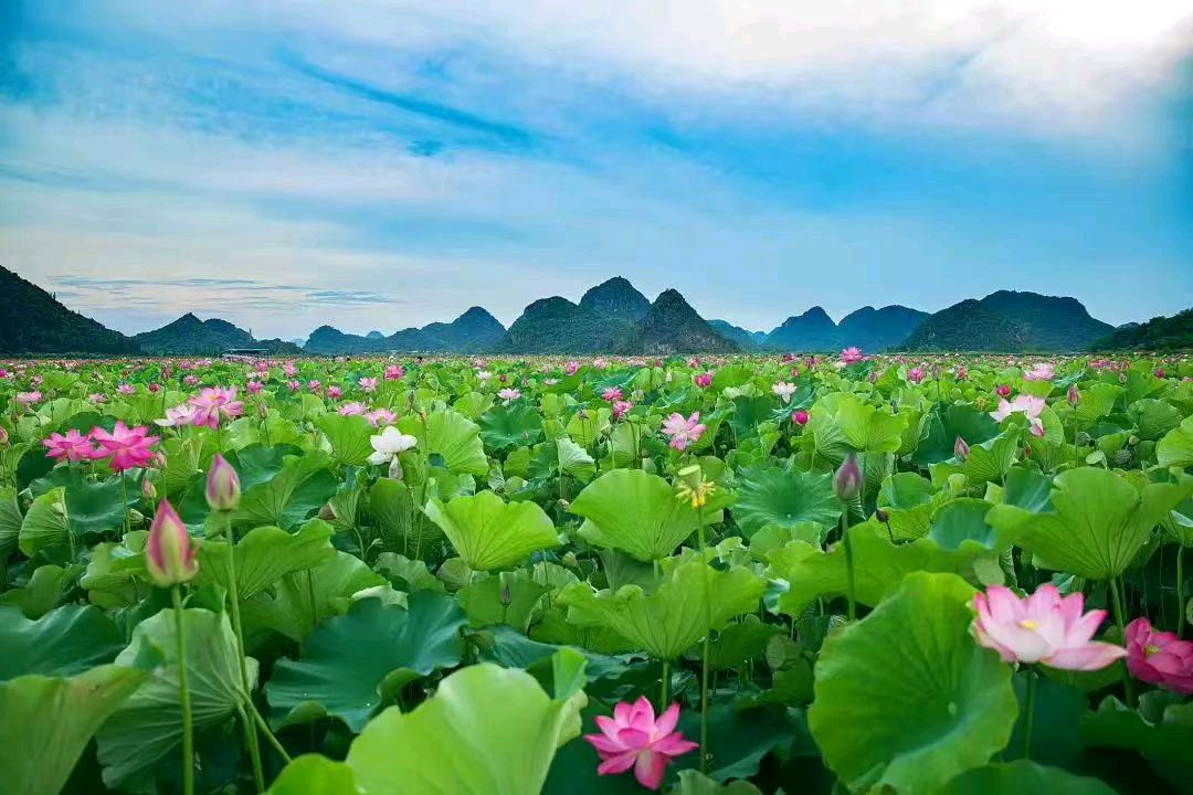 致爱人（图2）