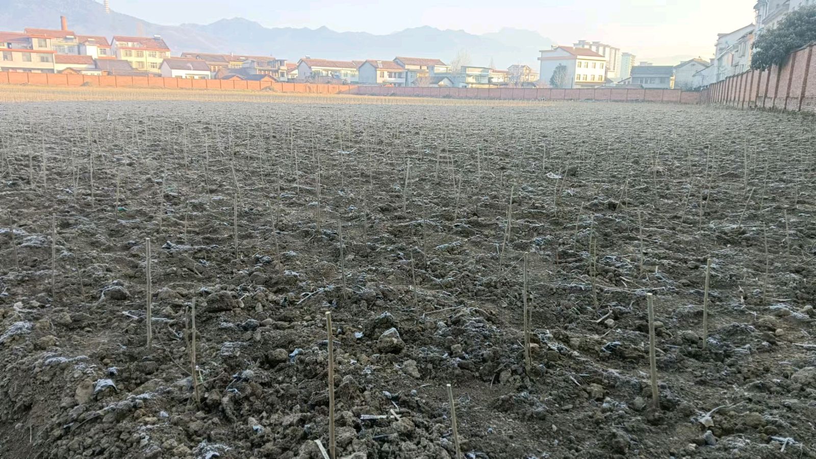 田间地头访实情 志愿助力话振兴（图2）
