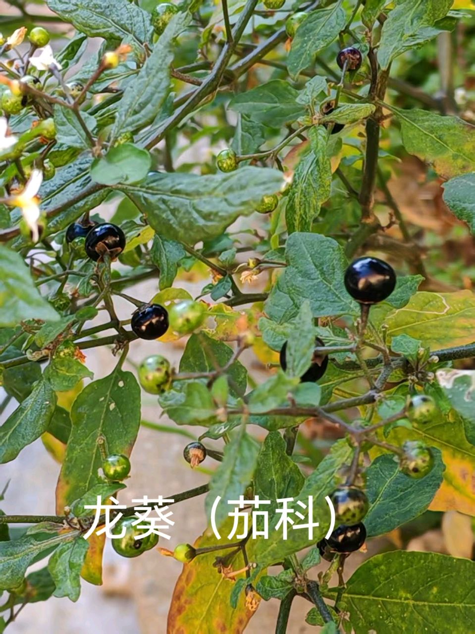 李广昌:龙葵（图2）