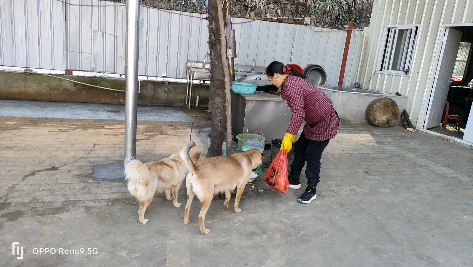 谢氏荷包胙，香飘桃花岛（图5）