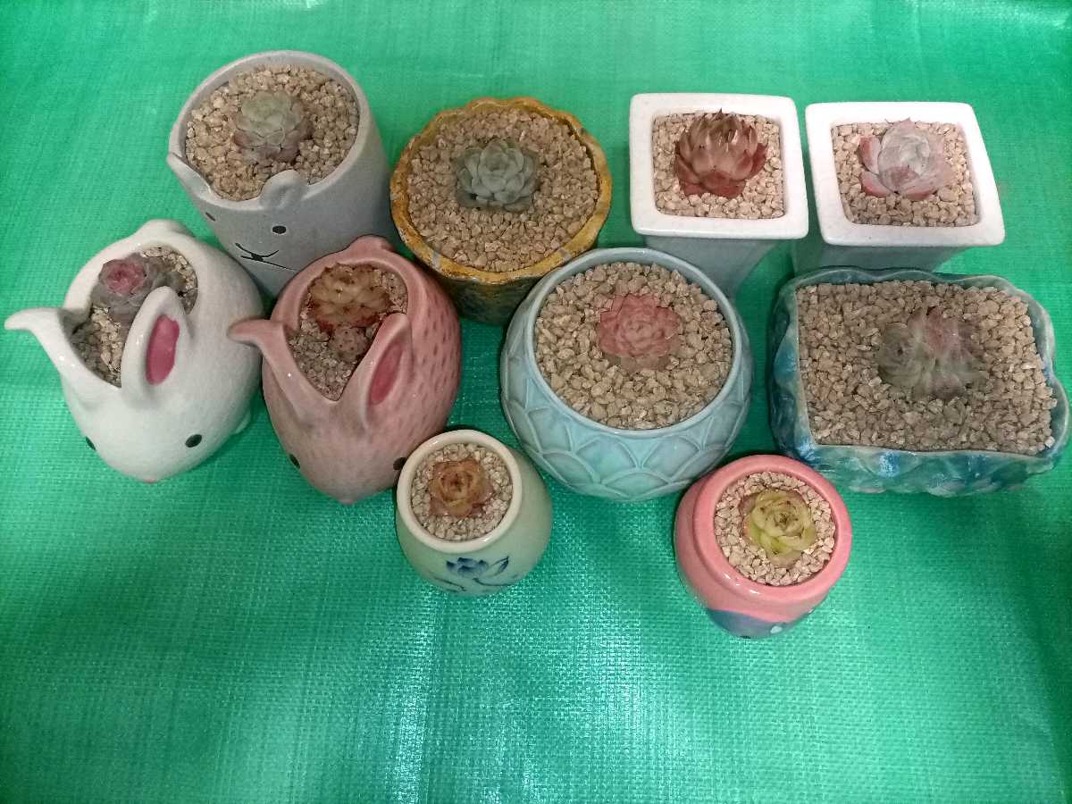 养多肉治愈解压