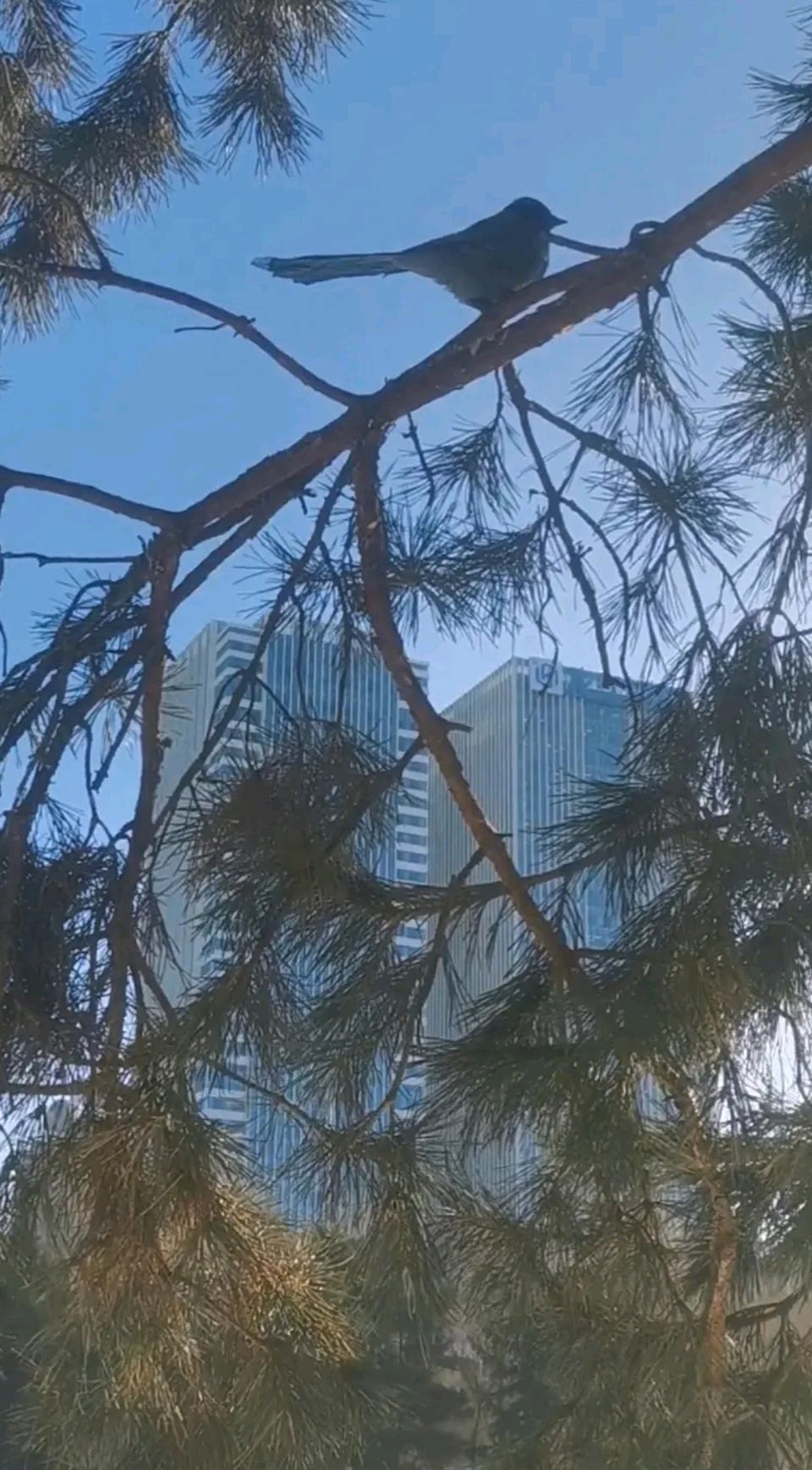 早上闻啼鸟（图8）