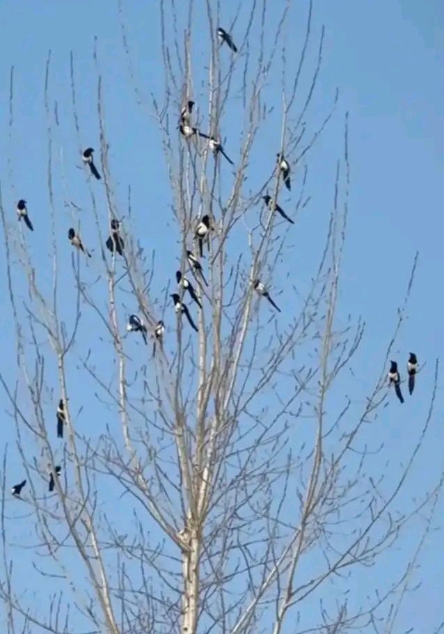 早上闻啼鸟（图4）