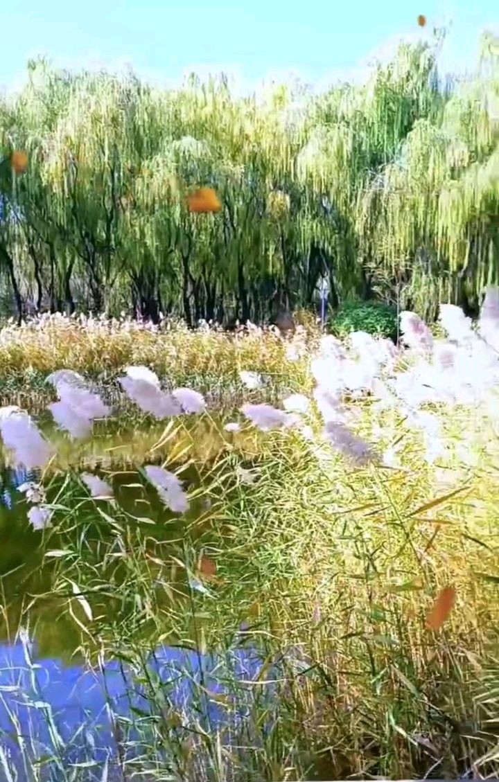 湖畔芦花美（图9）