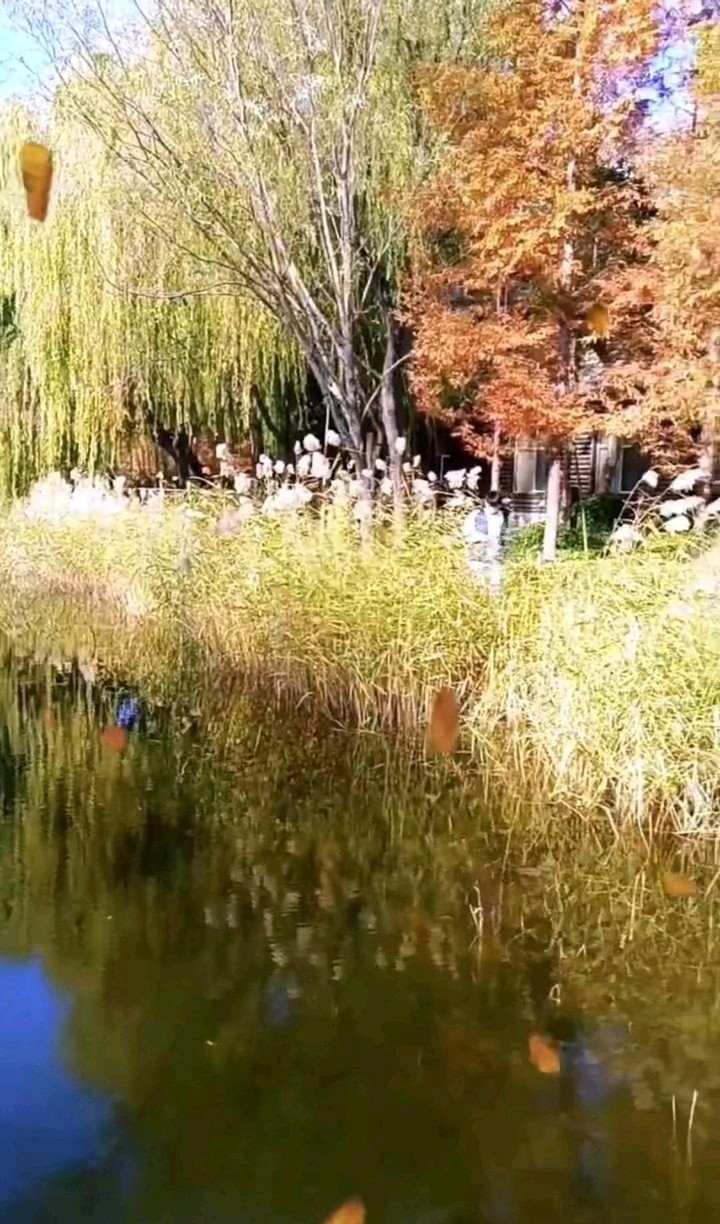 湖畔芦花美（图6）