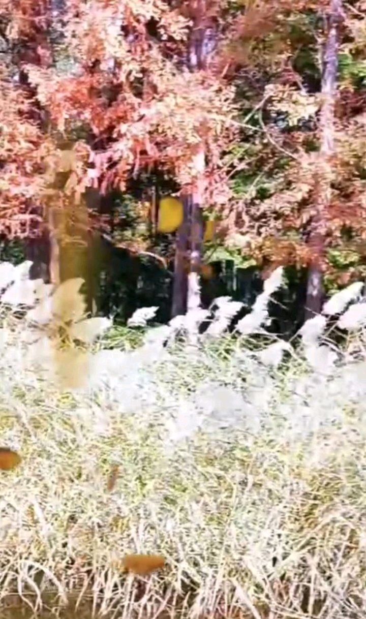 湖畔芦花美（图7）