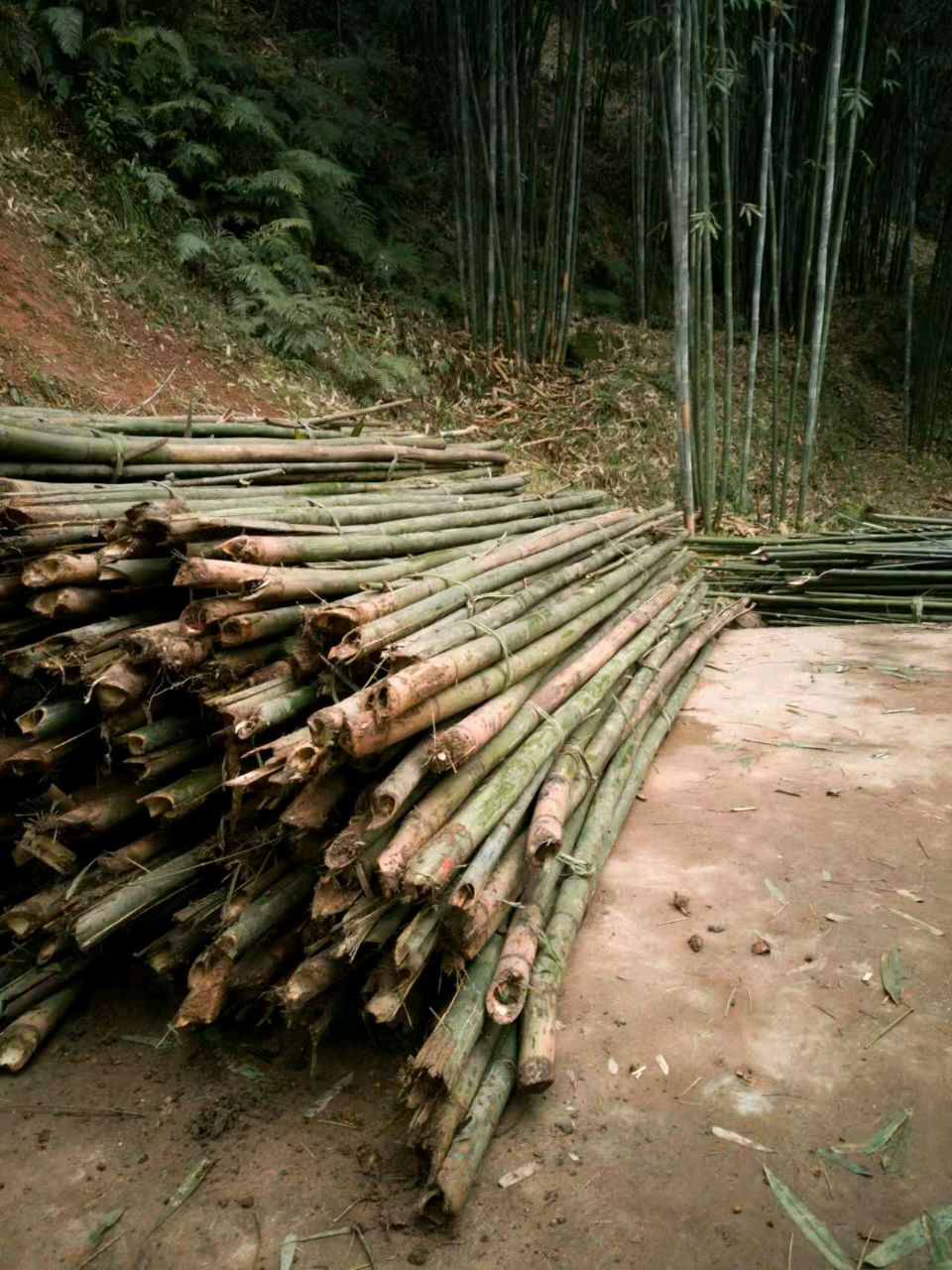 礼赞赤水竹/明民（图4）