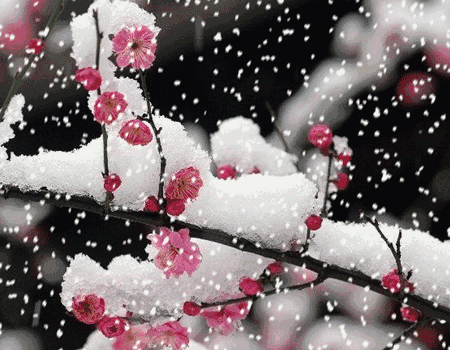 【神都诗社】龙门诗苑第052期《咏雪》（图5）
