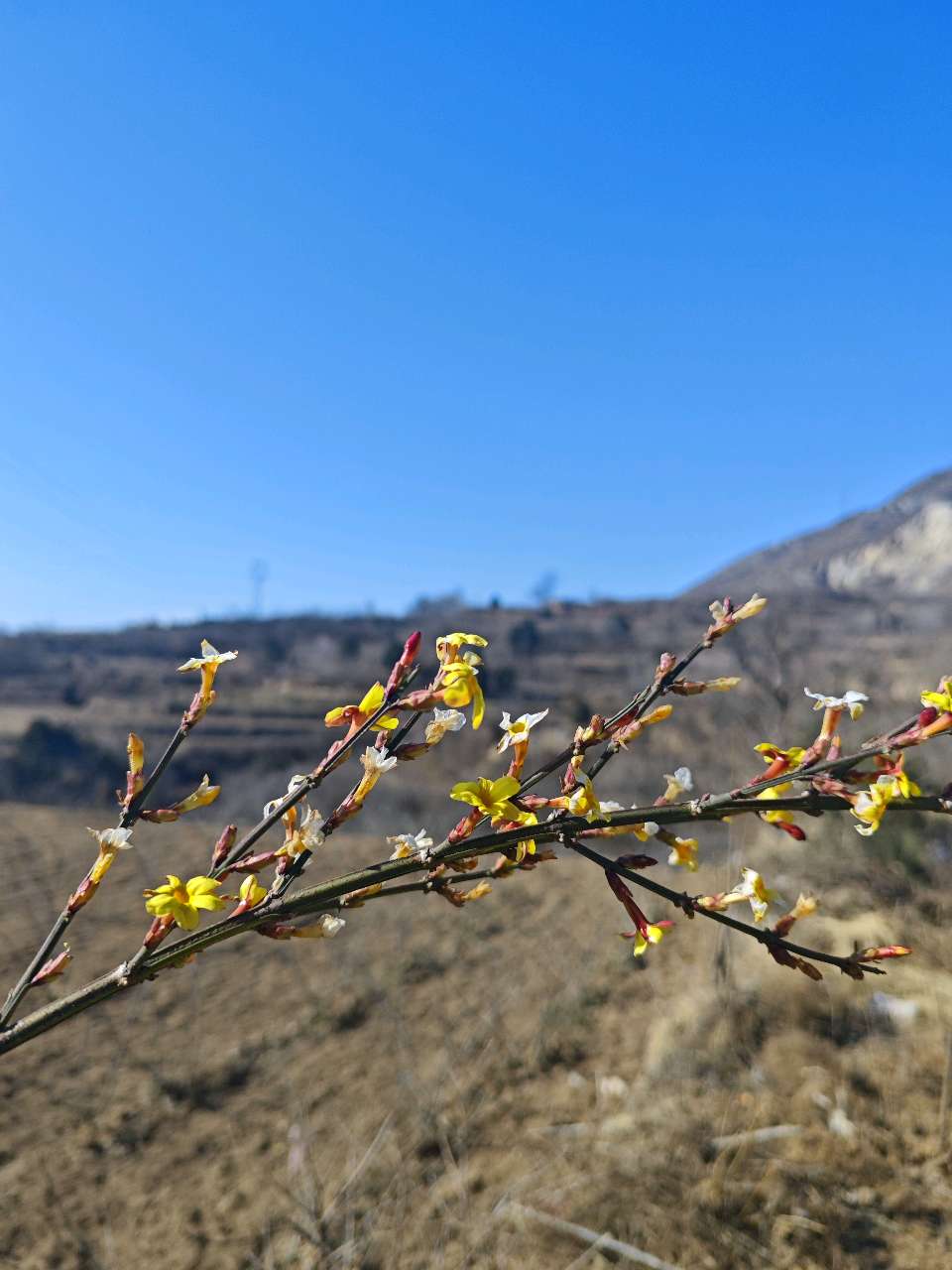 迎春花开了（图3）