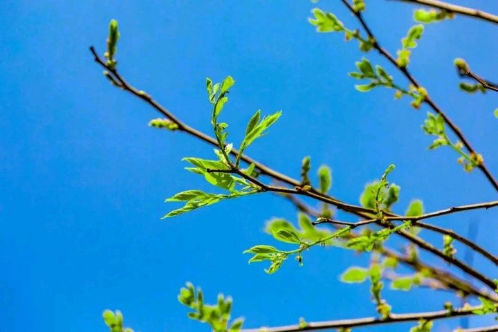 【枫雅汇看图约诗】诗人焦勇《421期》（早春）（图4）