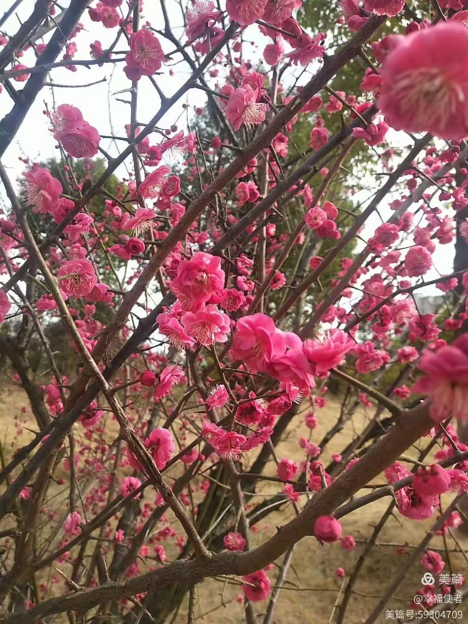 梅花4 梅花4