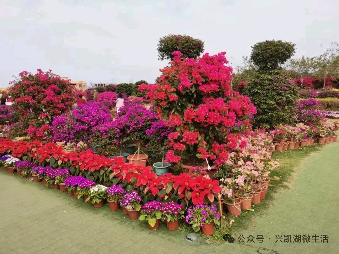 【游记】亲子遛娃好去处的惠州千花洲/王夫（图6）