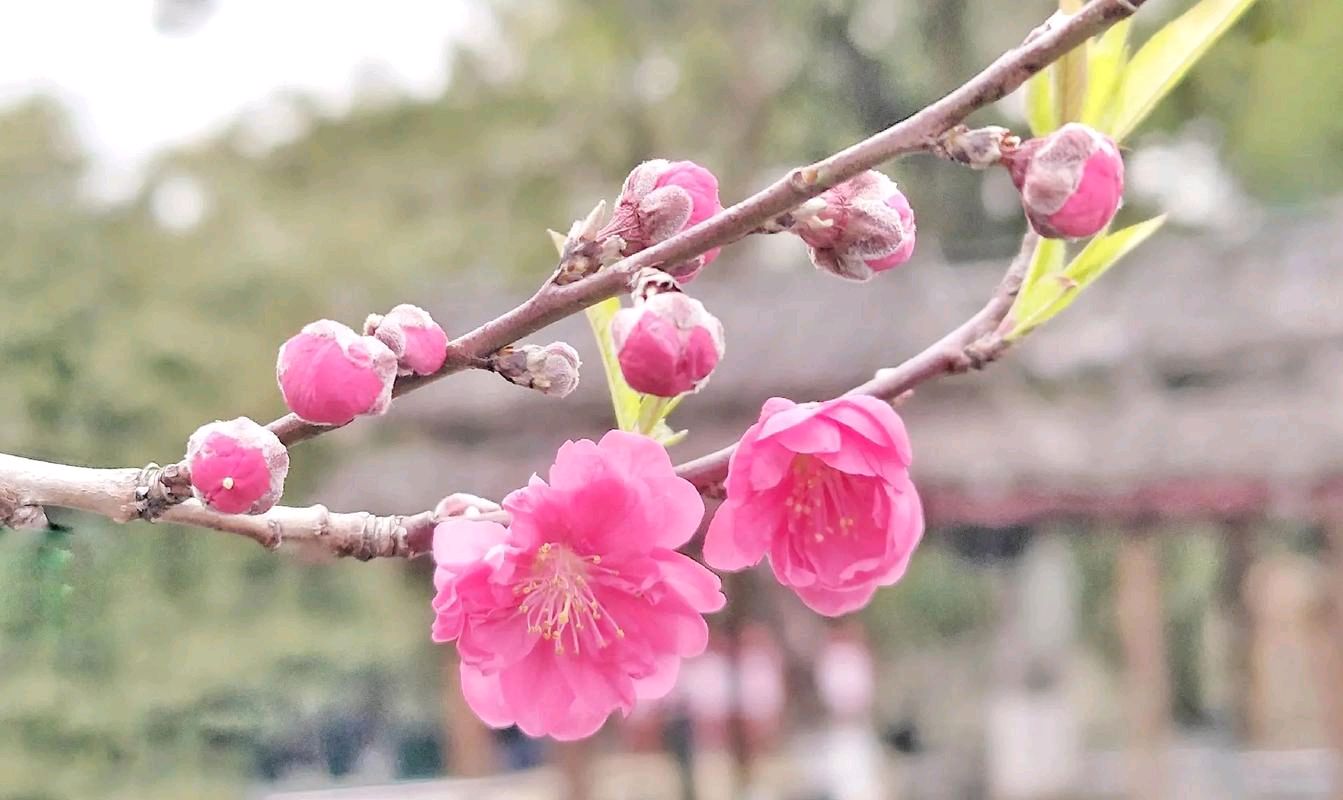 博雅文学丨山之子“联” /沁园春·二月收官 三月启程丨京港澳台世界头条（图2）