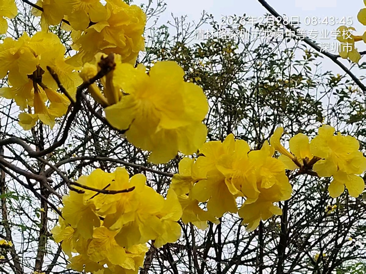 三元七绝诗~黄花风铃木/詹成（图3）