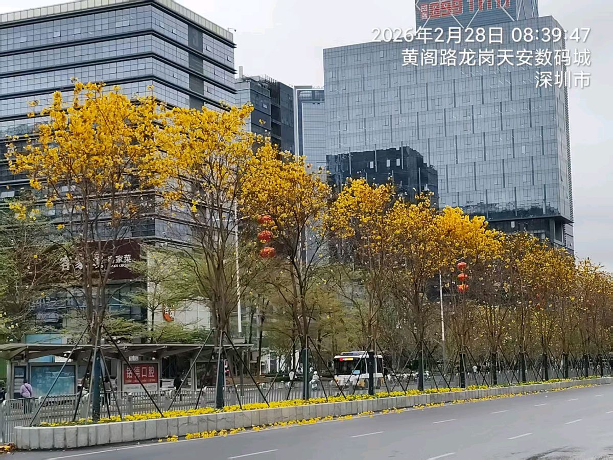 三元七绝诗~黄花风铃木/詹成（图7）