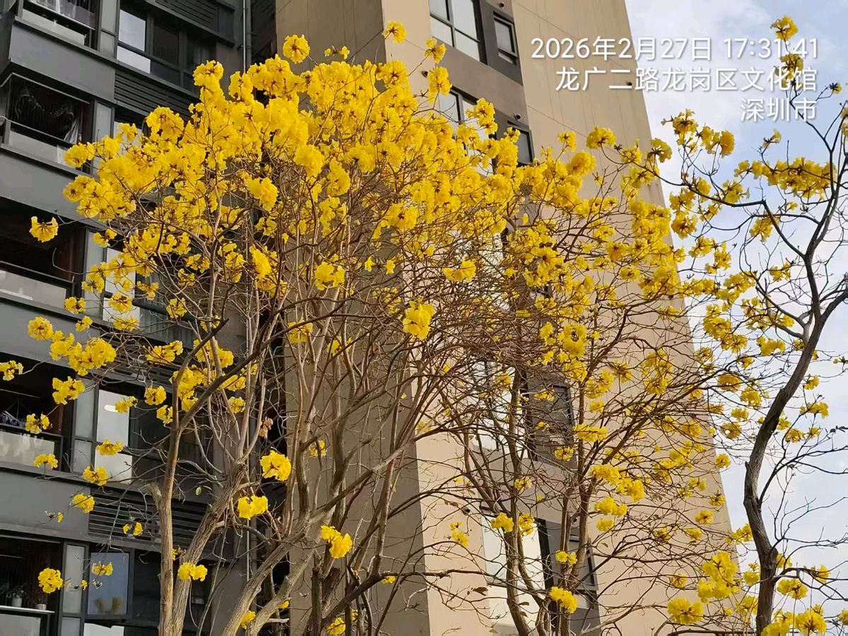 三元七绝诗~黄花风铃木/詹成（图10）